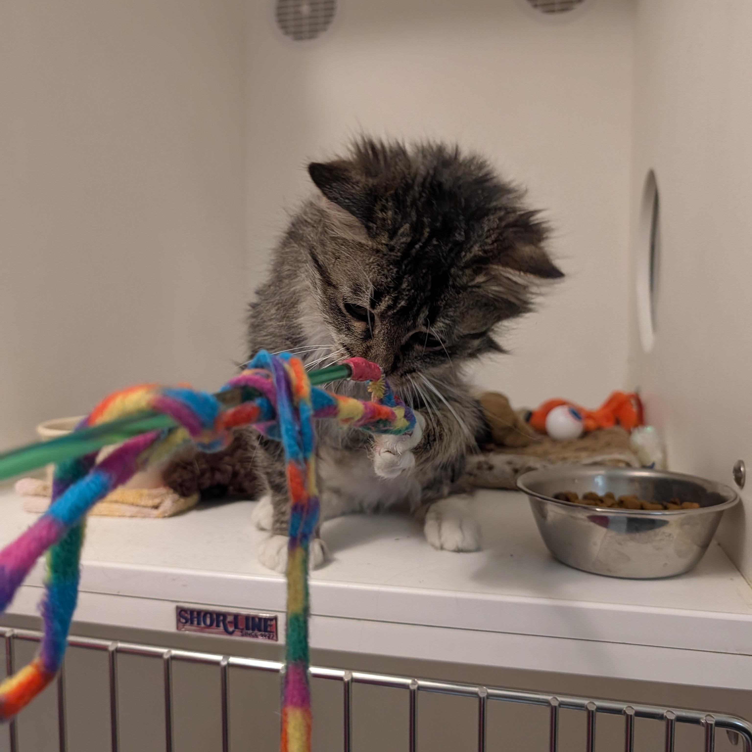 Enlarge Finn, a Adoptable Domestic Long Hair in Manistique, MI image 2/4