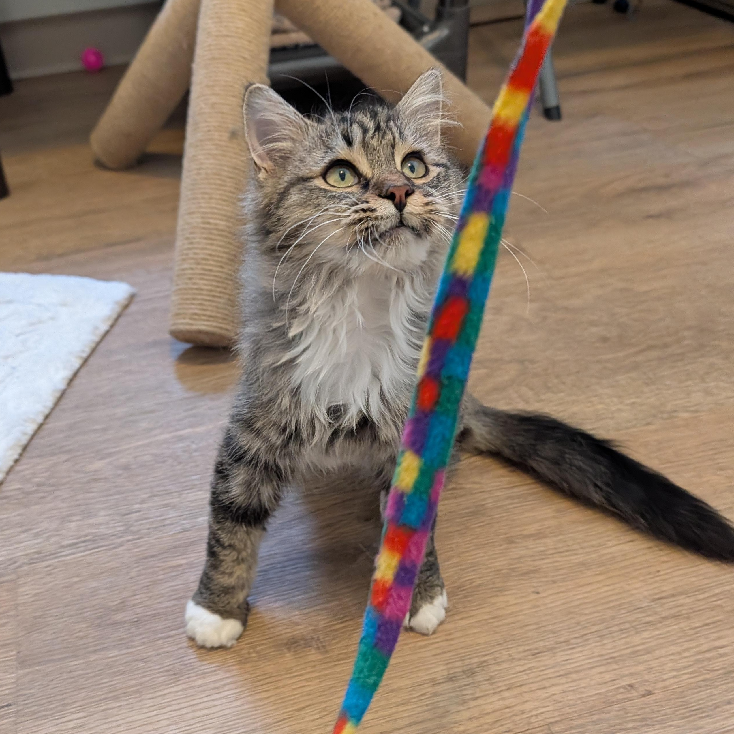 Enlarge Finn, a Adoptable Domestic Long Hair in Manistique, MI image 1/5