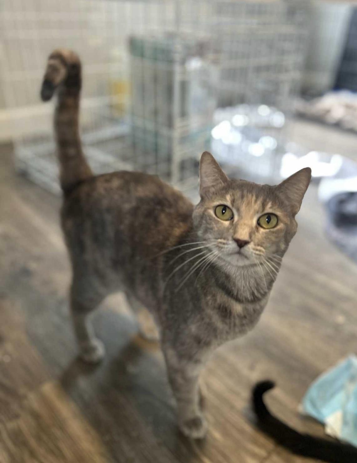 Misty FIV+, Adopted, Adult Female Domestic Short Hair.