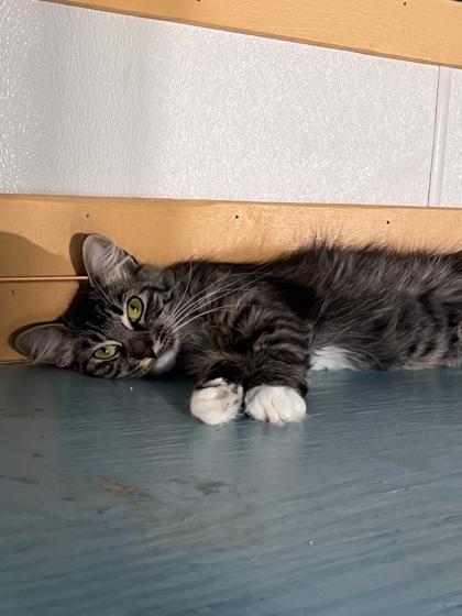 Suit, Adoptable, Adult Female Domestic Medium Hair & Domestic Short Hair.