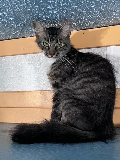 Suit, a Adoptable mixed breed in Houston, TX image 2/2