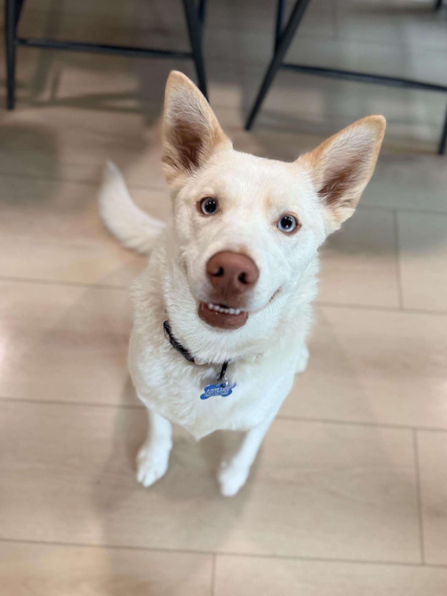 Enlarge Snowie, an adopted mixed breed in Las Vegas, NV image 2/3