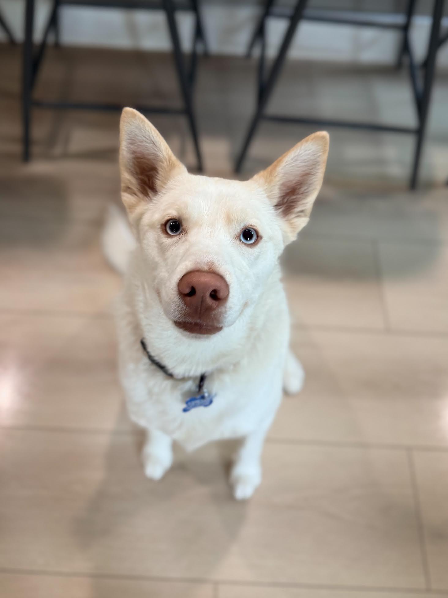 Enlarge Snowie, an adopted mixed breed in Las Vegas, NV image 3/3