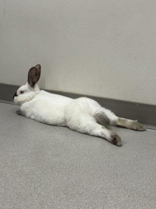Sweet Potato, Adoptable, Baby Female Californian.