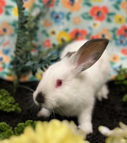 Enlarge Sweet Potato, a Adoptable Californian in Eugene, OR image 2/2