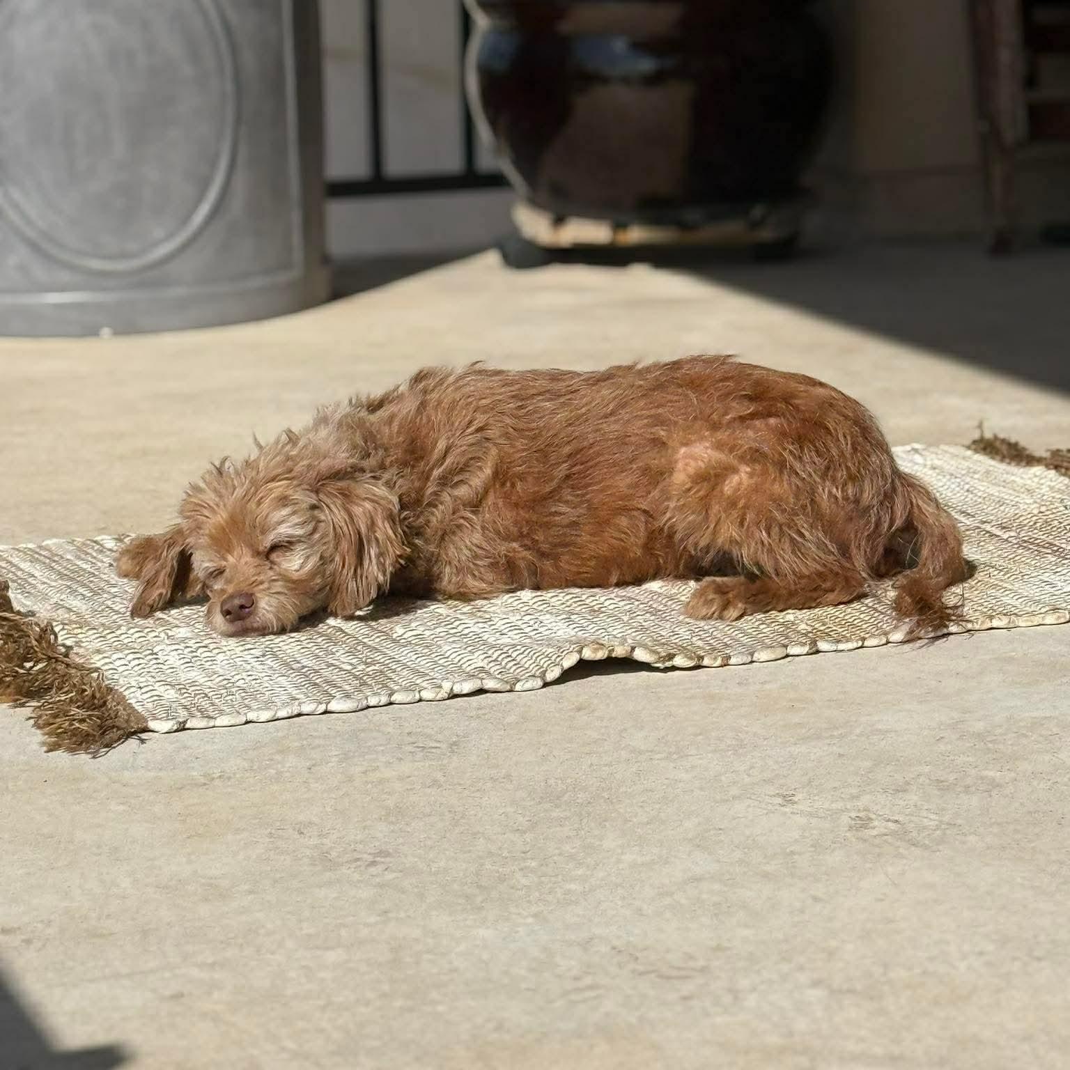 Lotus — thumbnail 3