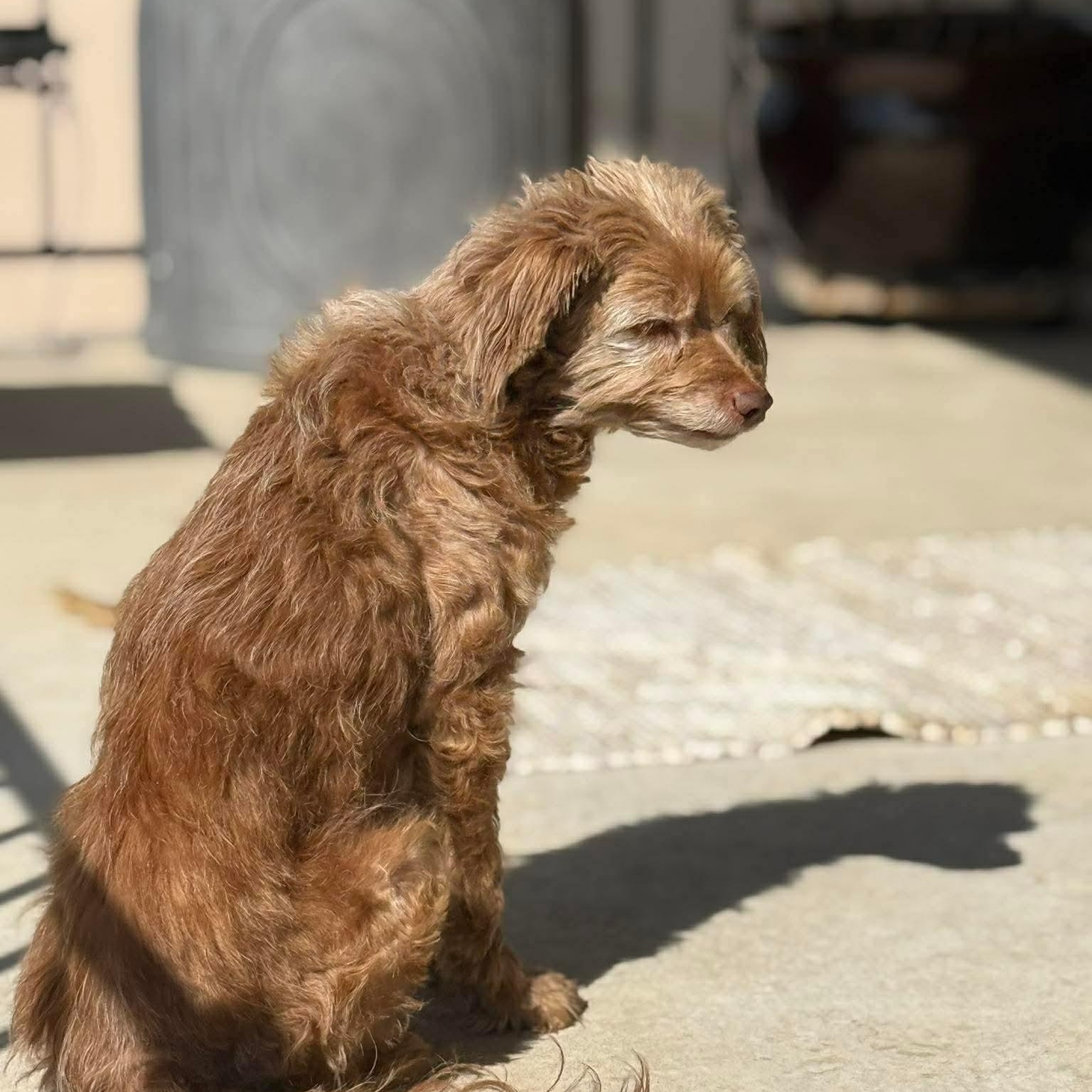 Lotus — thumbnail 4