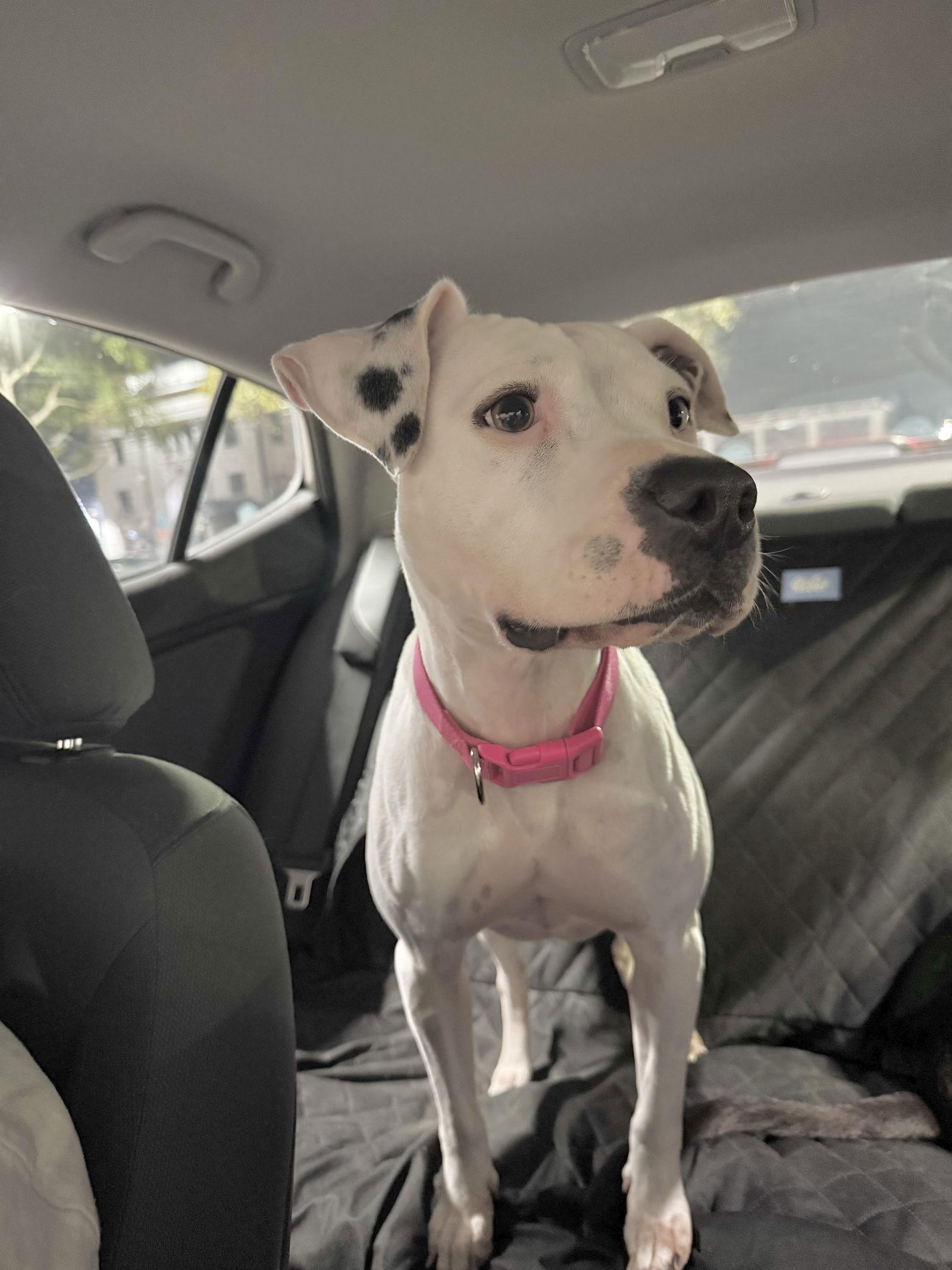 Lulu, a Adoptable mixed breed in Houston, TX image 1/3