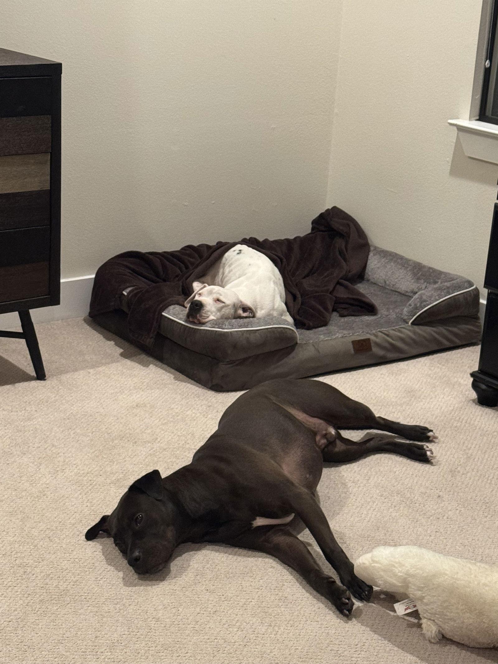 Lulu, a Adoptable mixed breed in Houston, TX image 2/3