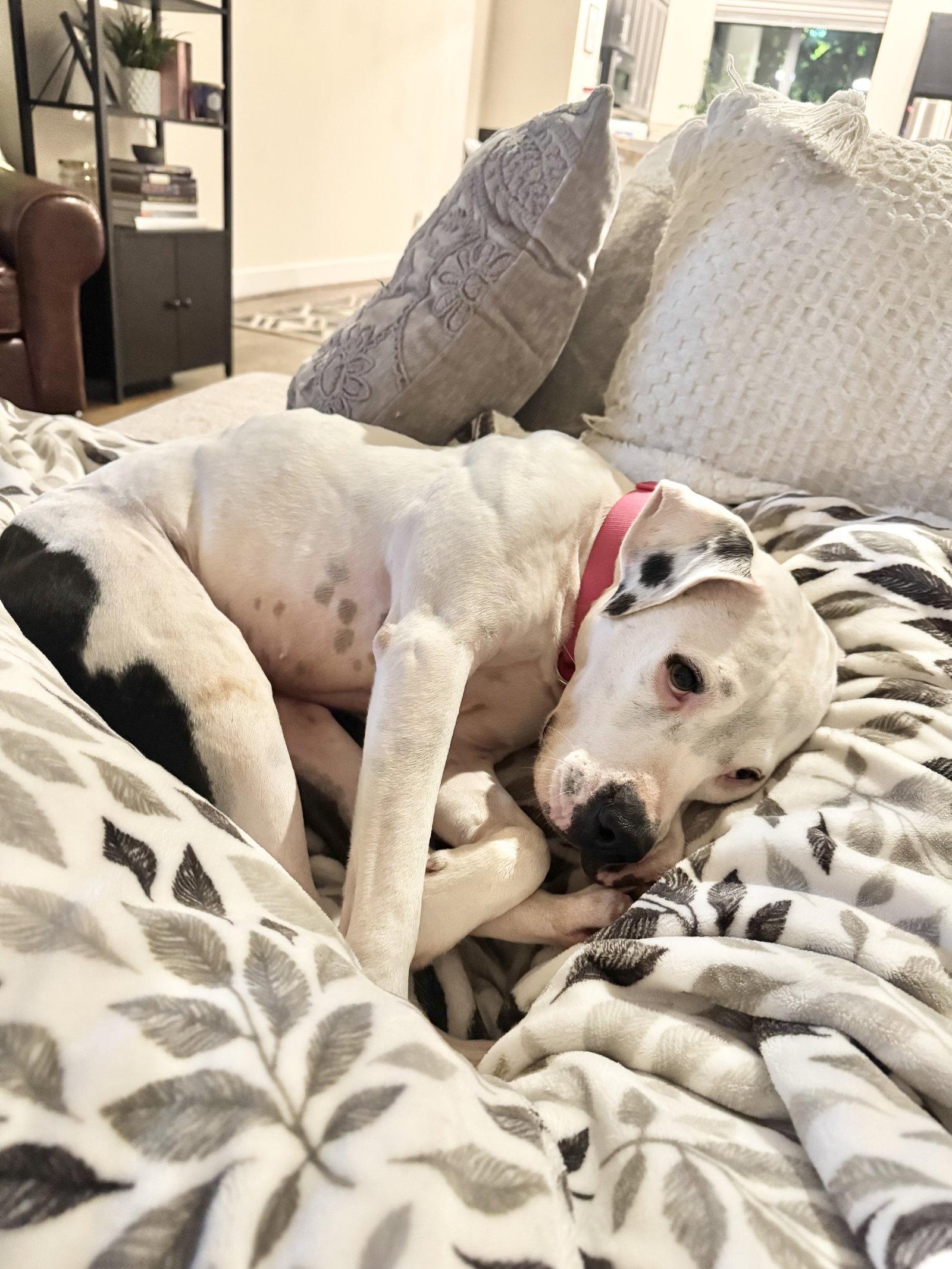 Lulu, a Adoptable mixed breed in Houston, TX image 3/3
