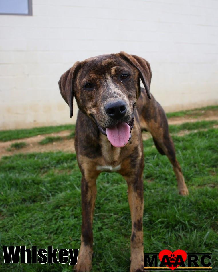Whiskey, Adoptable, Young Male Catahoula Leopard Dog & Hound.