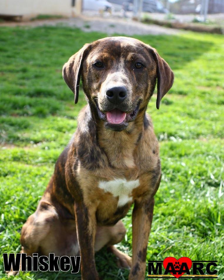 Enlarge Whiskey, a Adoptable mixed breed in Maryville, TN image 2/5