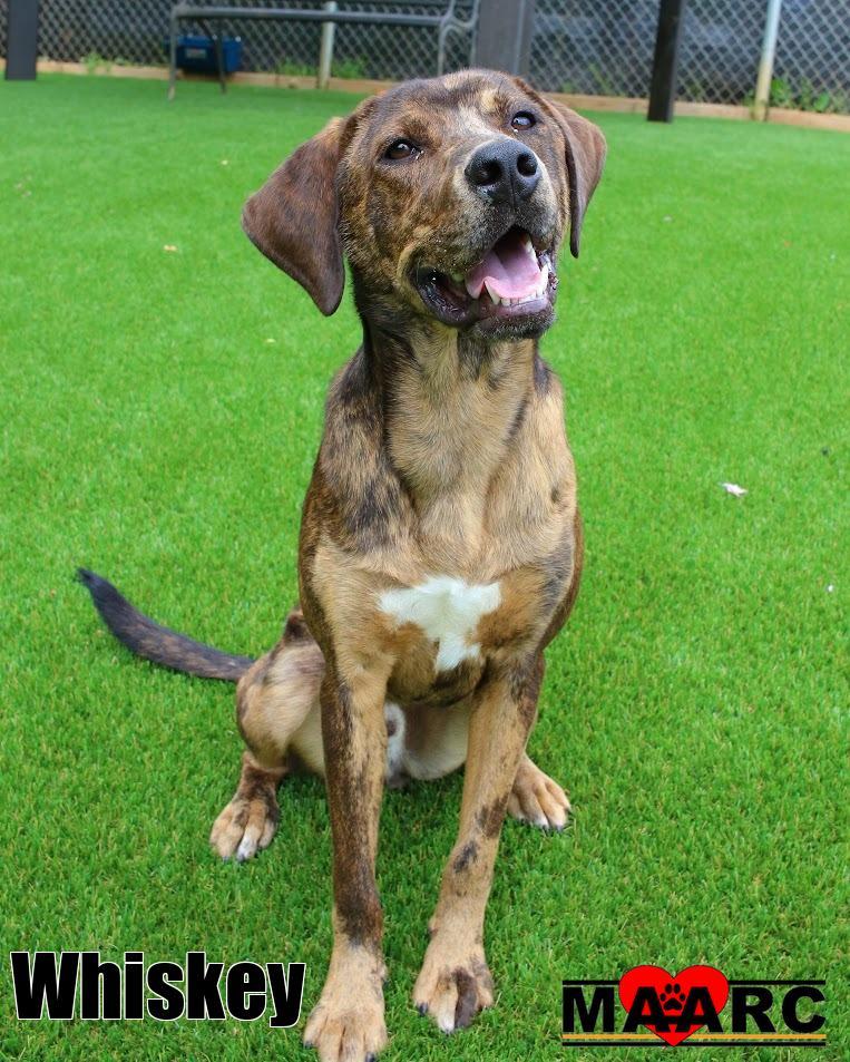 Enlarge Whiskey, a Adoptable mixed breed in Maryville, TN image 3/5