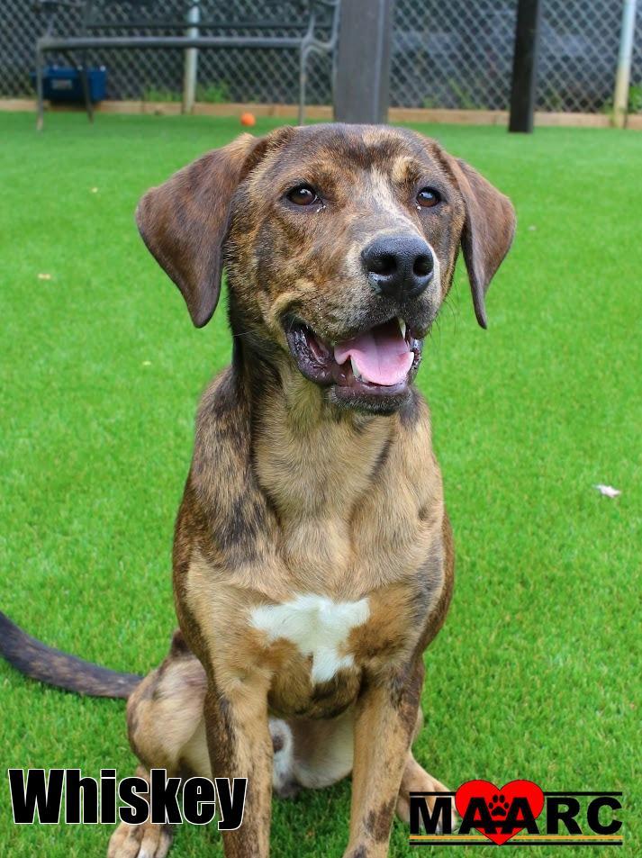 Enlarge Whiskey, a Adoptable mixed breed in Maryville, TN image 4/5
