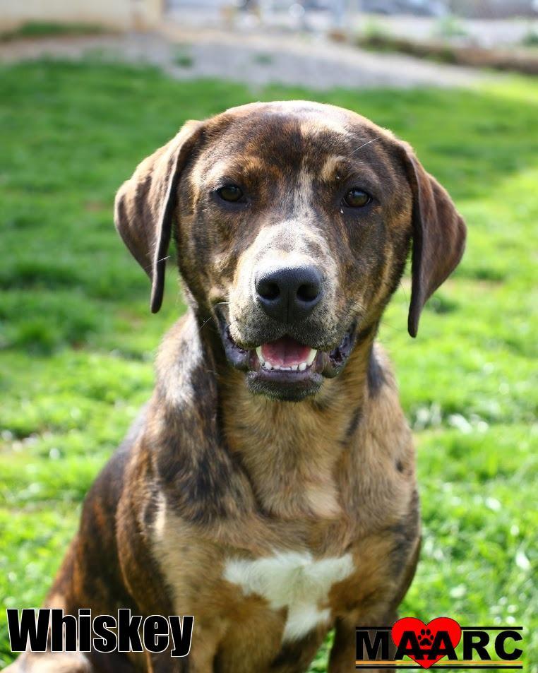 Enlarge Whiskey, a Adoptable mixed breed in Maryville, TN image 5/5