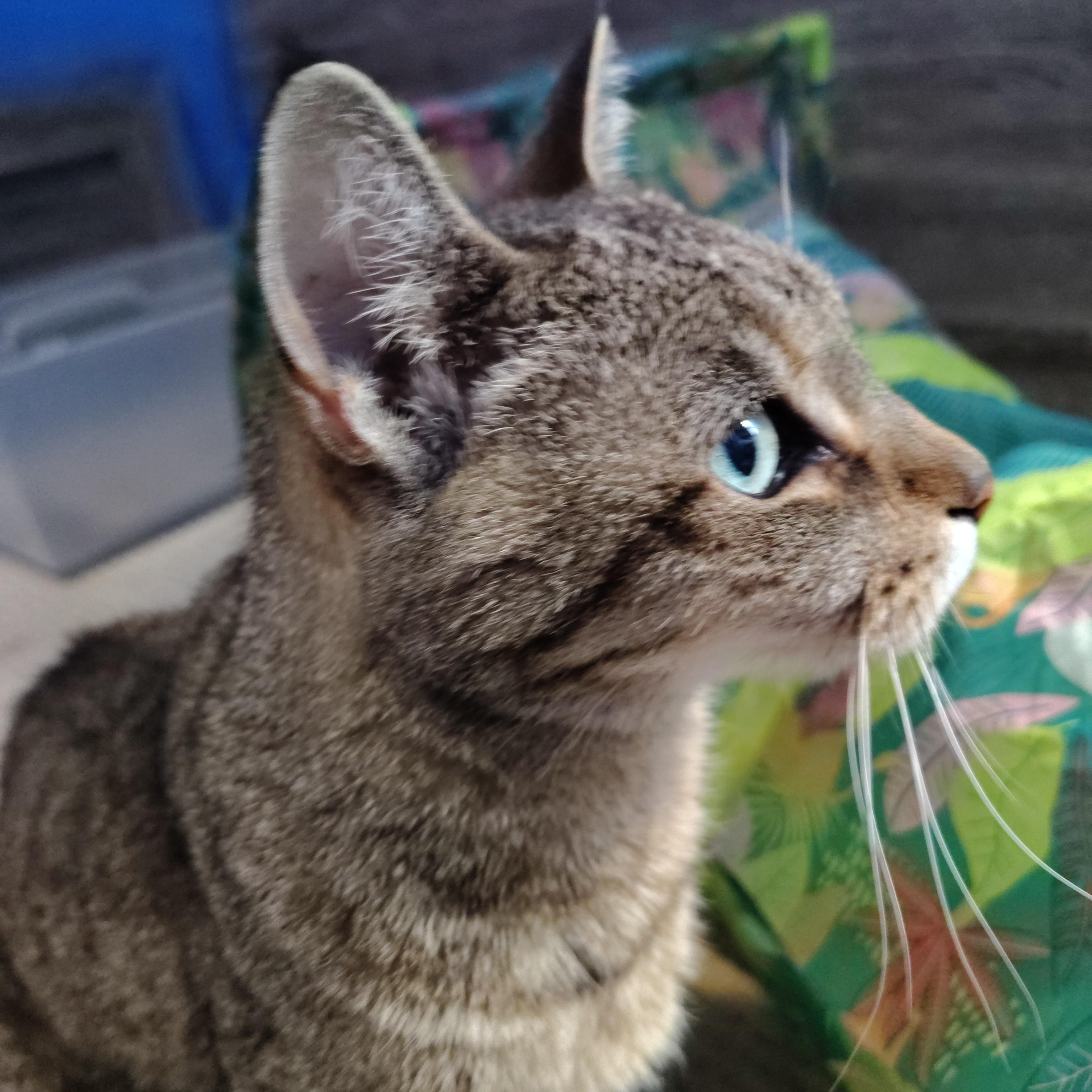 Enlarge Ms Crabs, a ADOPTABLE mixed breed in Schenectady, NY image 2/2