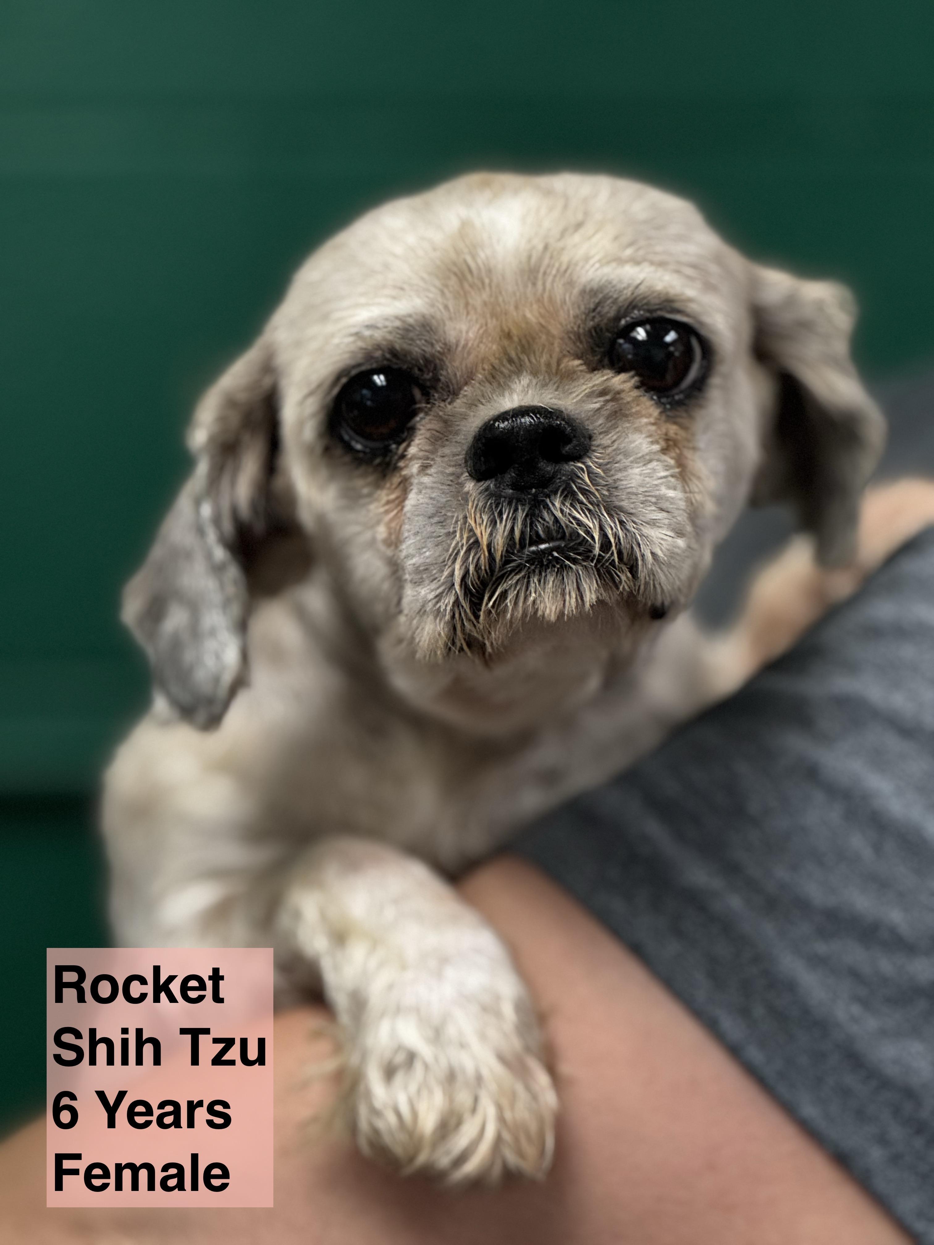 Rocket, Adult Female Shih Tzu
