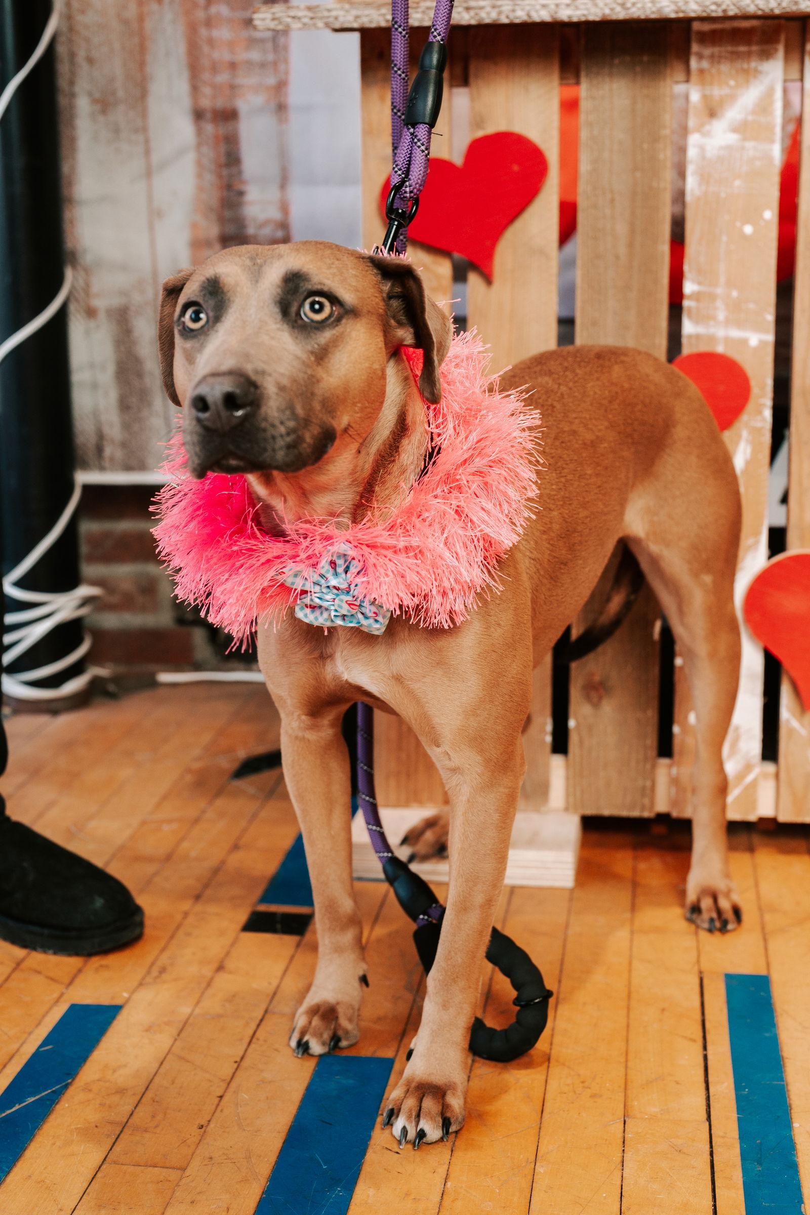 Enlarge Alyssa-heart of gold, a Adoptable Mountain Cur in Oakhurst, NJ image 1/3