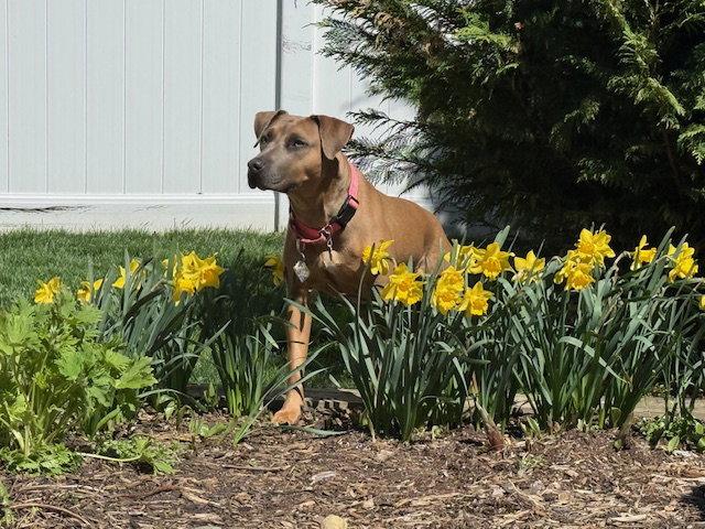 Alyssa-heart of gold, Adoptable, Young Female Mountain Cur.
