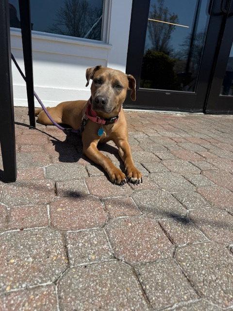 Enlarge Alyssa-heart of gold, a Adoptable Mountain Cur in Oakhurst, NJ image 2/3