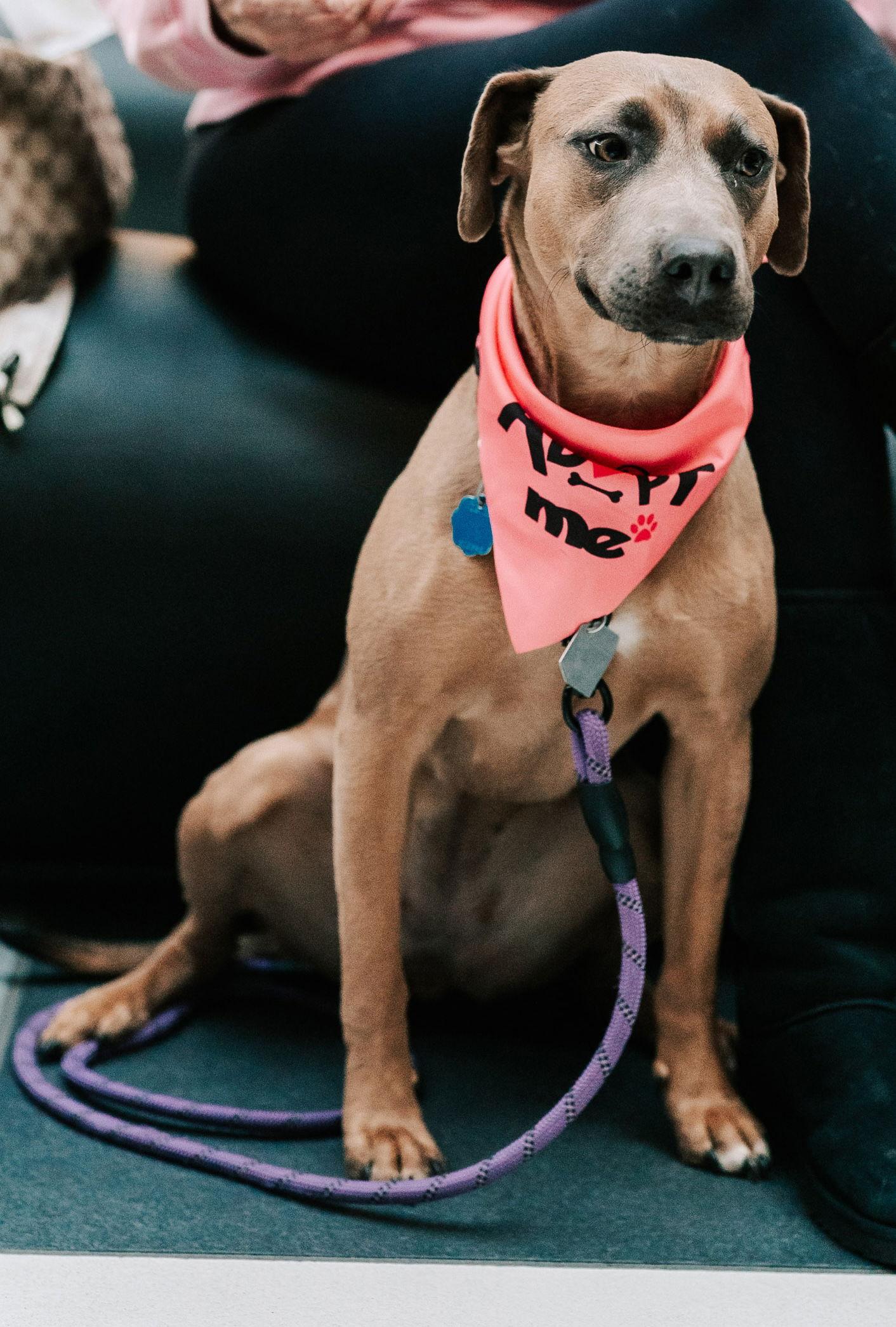 Enlarge Alyssa-heart of gold, a Adoptable Mountain Cur in Oakhurst, NJ image 2/3