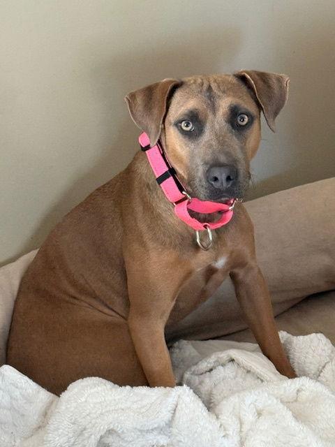 Enlarge Alyssa-heart of gold, a Adoptable Mountain Cur in Oakhurst, NJ image 3/3