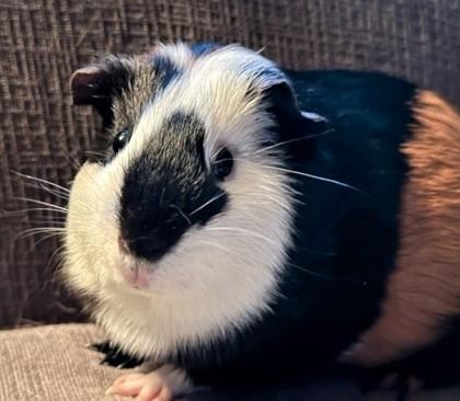 Enlarge Suzie, a Adoptable Guinea Pig in New Hope, PA image 1/3