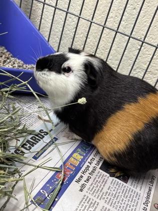 Enlarge Suzie, a Adoptable Guinea Pig in New Hope, PA image 2/3