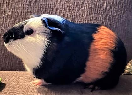 Enlarge Suzie, a Adoptable Guinea Pig in New Hope, PA image 3/3