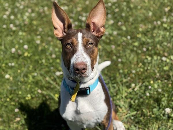Enlarge Nelly, a Adoptable mixed breed in Portland, OR image 1/1