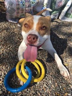 Enlarge Chip, a Adoptable mixed breed in Elmsford, NY image 1/6