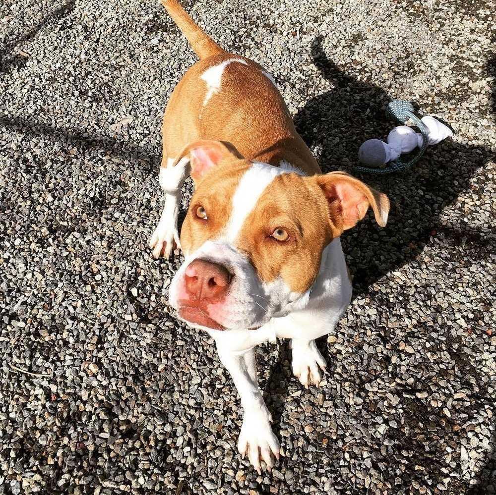 Enlarge Chip, a Adoptable mixed breed in Elmsford, NY image 4/6