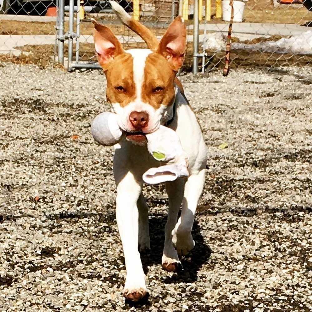 Enlarge Chip, a Adoptable mixed breed in Elmsford, NY image 6/6