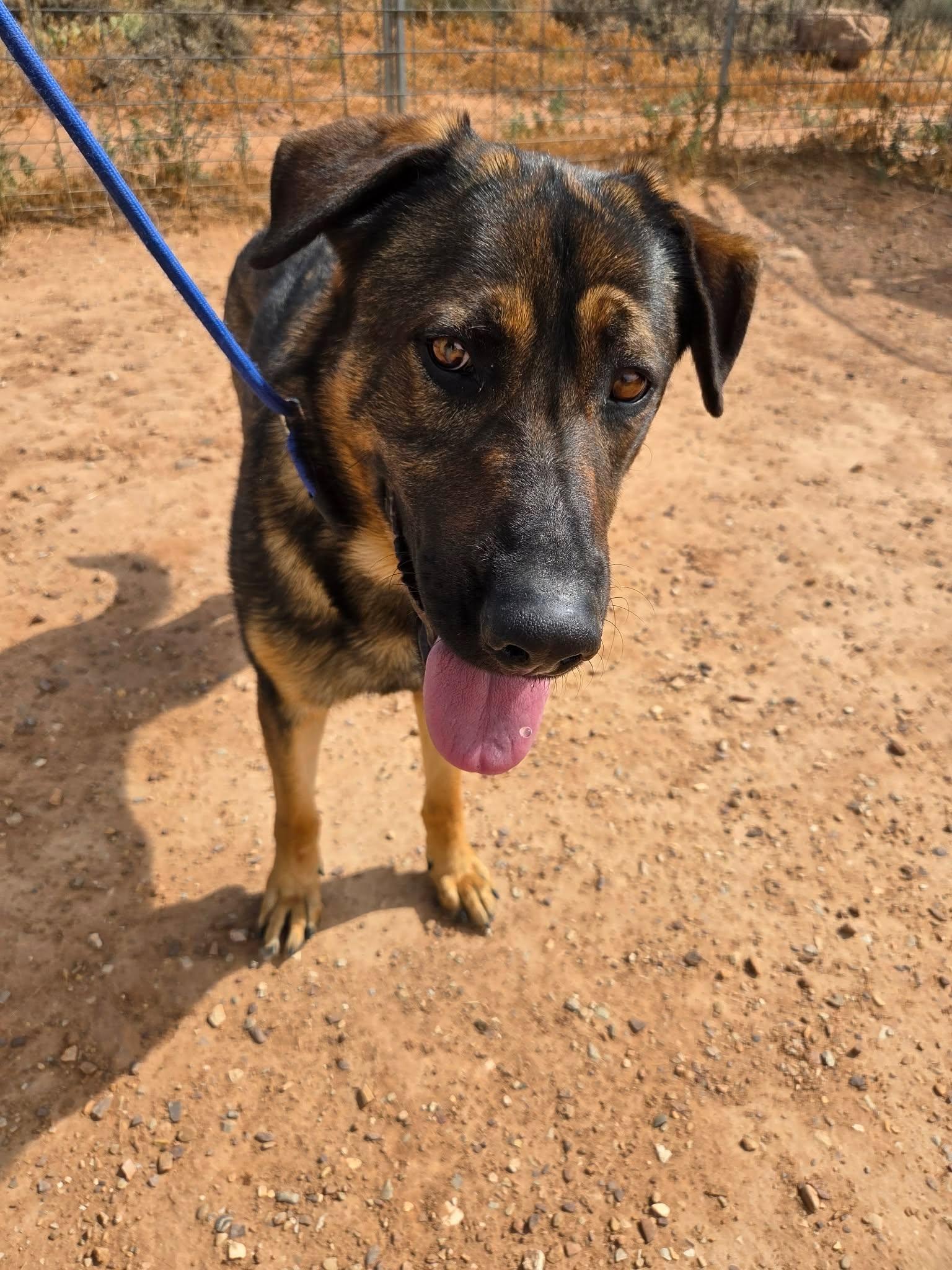 Goliath, ADOPTABLE, Adult Male German Shepherd Dog.