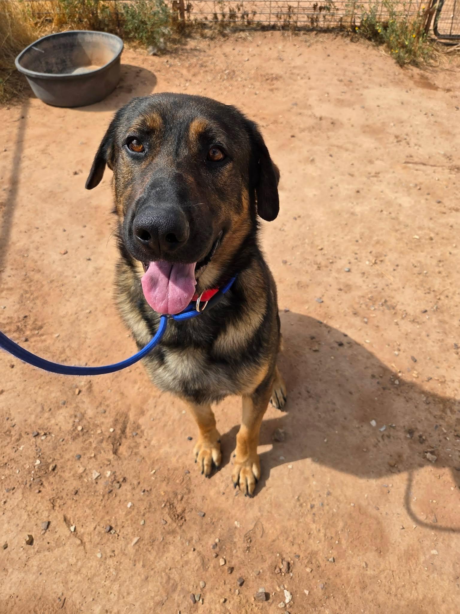 Enlarge Goliath, a ADOPTABLE mixed breed in Roosevelt, UT image 2/5