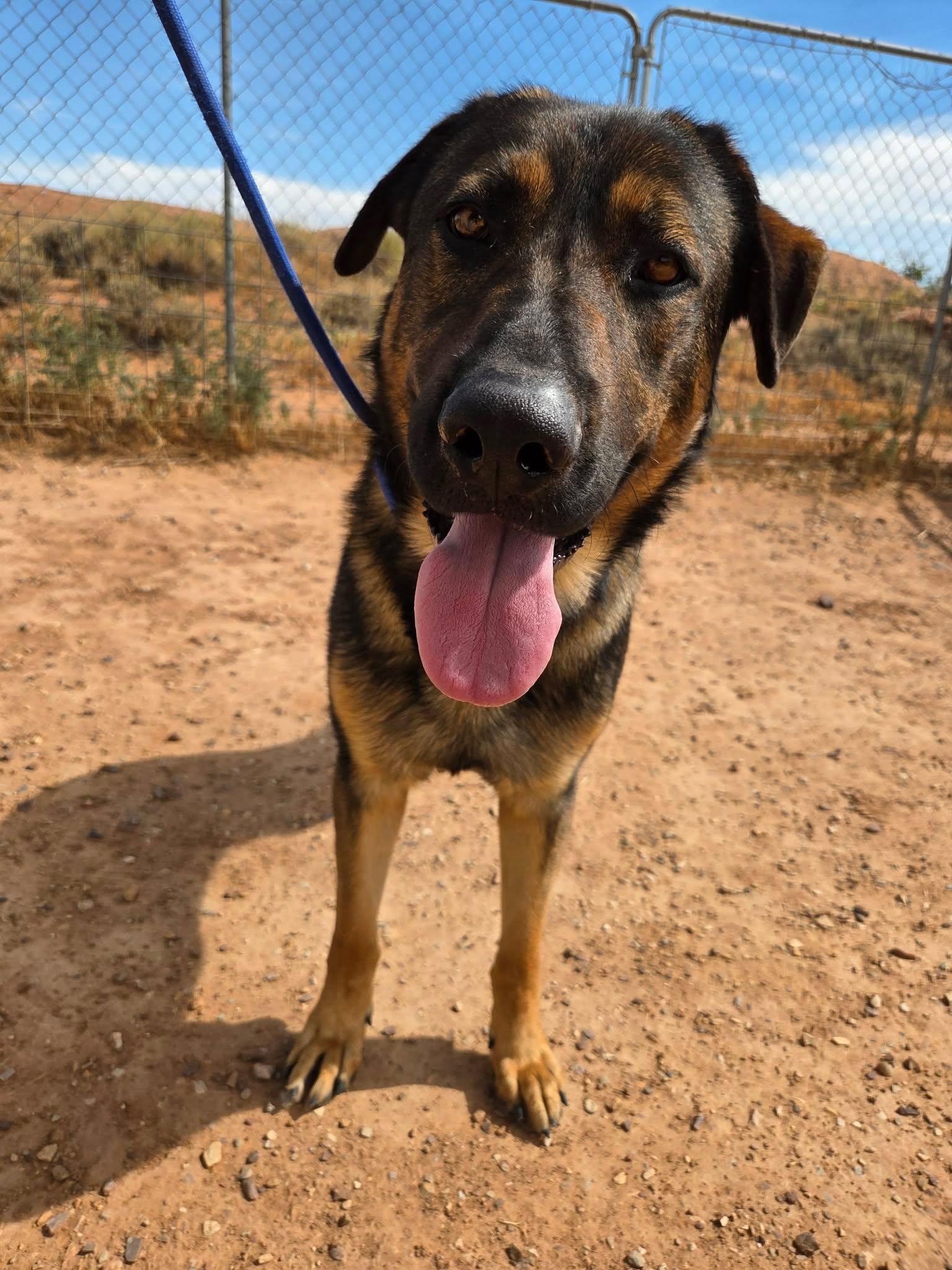 Enlarge Goliath, a ADOPTABLE mixed breed in Roosevelt, UT image 4/5