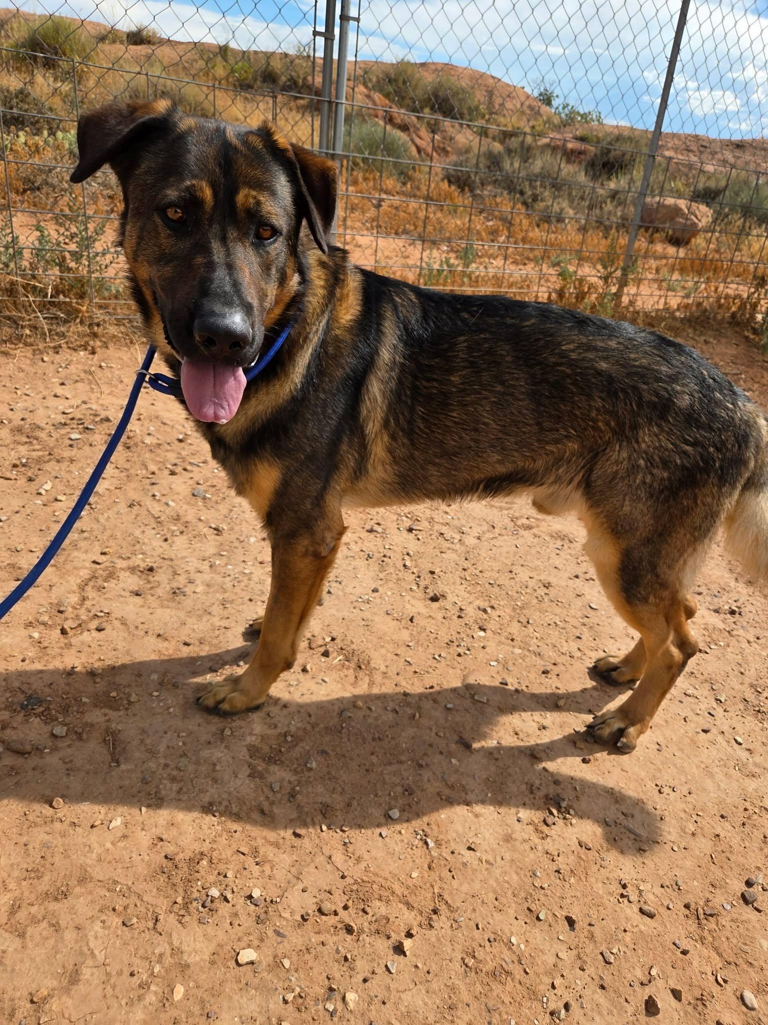 Enlarge Goliath, a ADOPTABLE mixed breed in Roosevelt, UT image 3/5