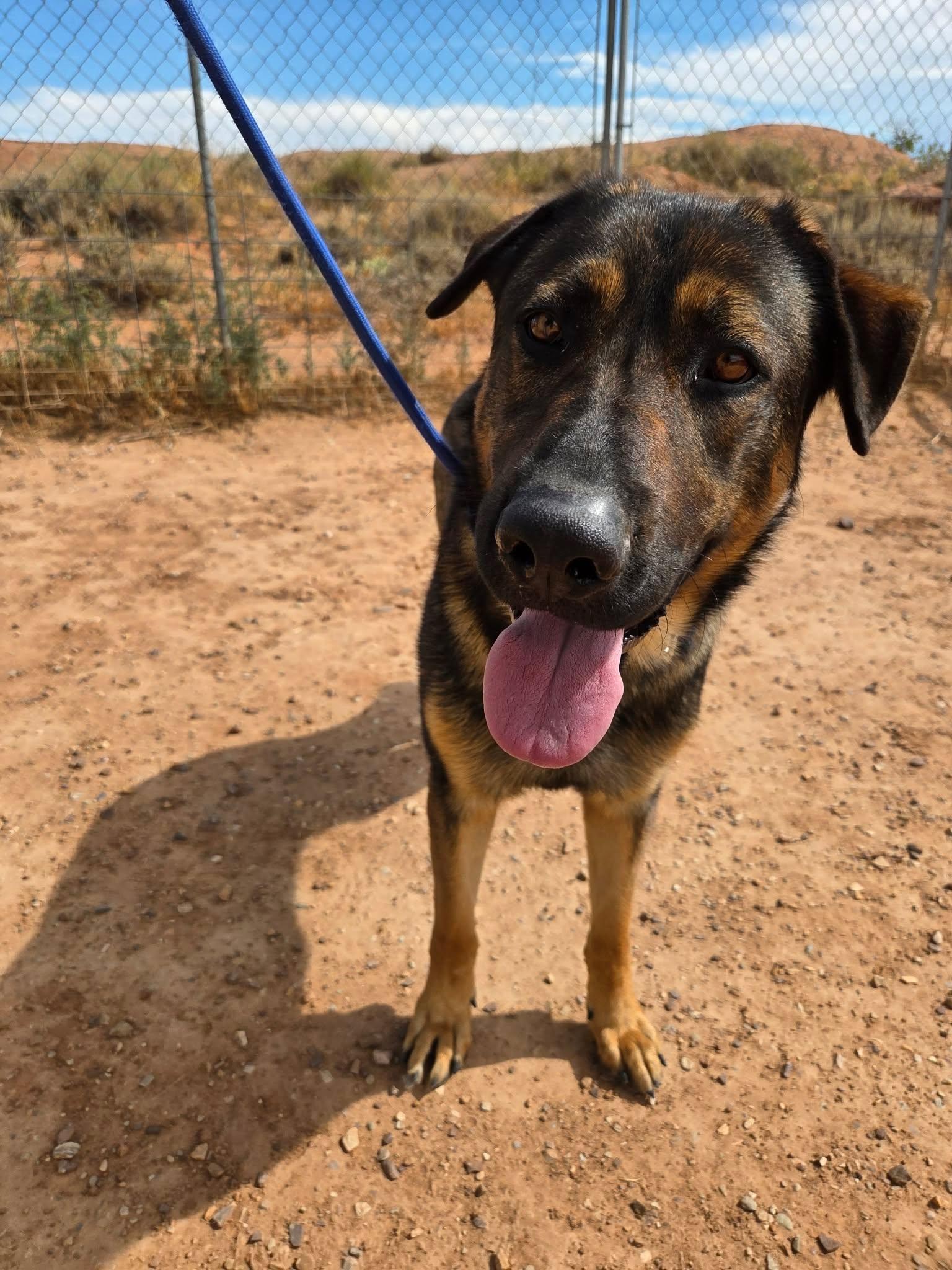Enlarge Goliath, a ADOPTABLE mixed breed in Roosevelt, UT image 5/5