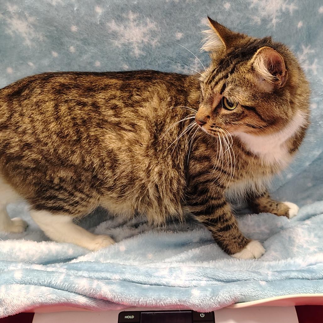 Enlarge MamaTrixie, a Adoptable Domestic Medium Hair in Coos Bay, OR image 1/1