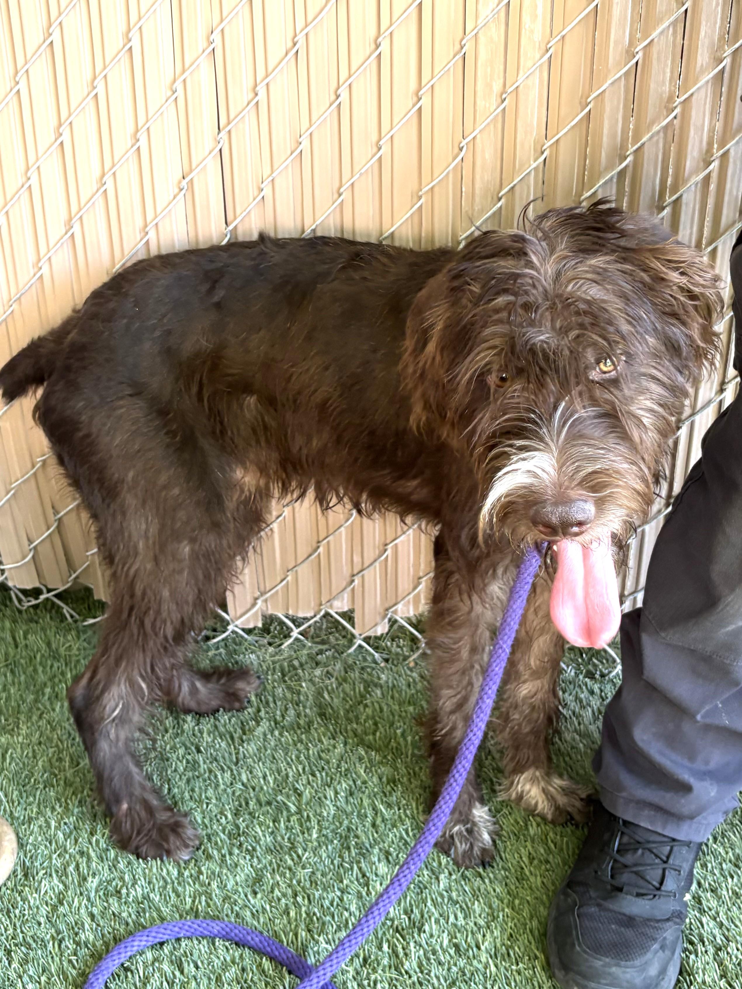 Griffin, an adoptable mixed breed in Mesquite, NV image 2/6