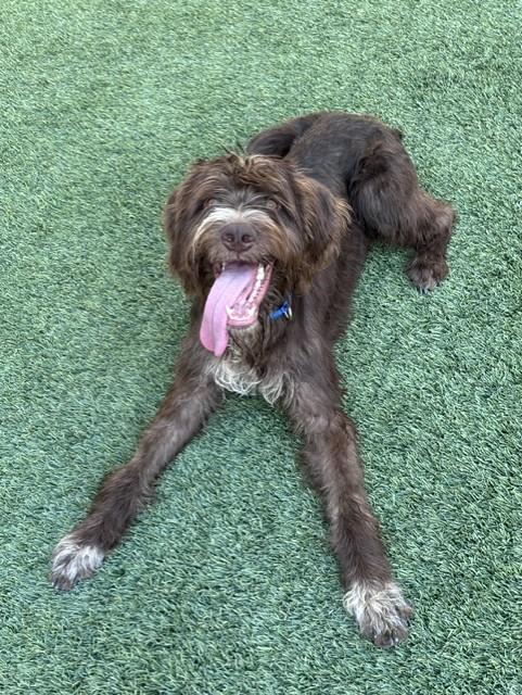Griffin, an adoptable mixed breed in Mesquite, NV image 4/6