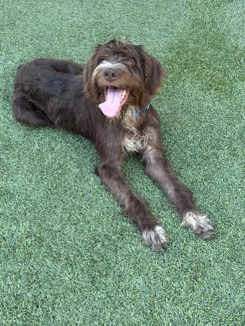 Griffin, adoptable, Young Male Pointer & Wirehaired Pointing Griffon.