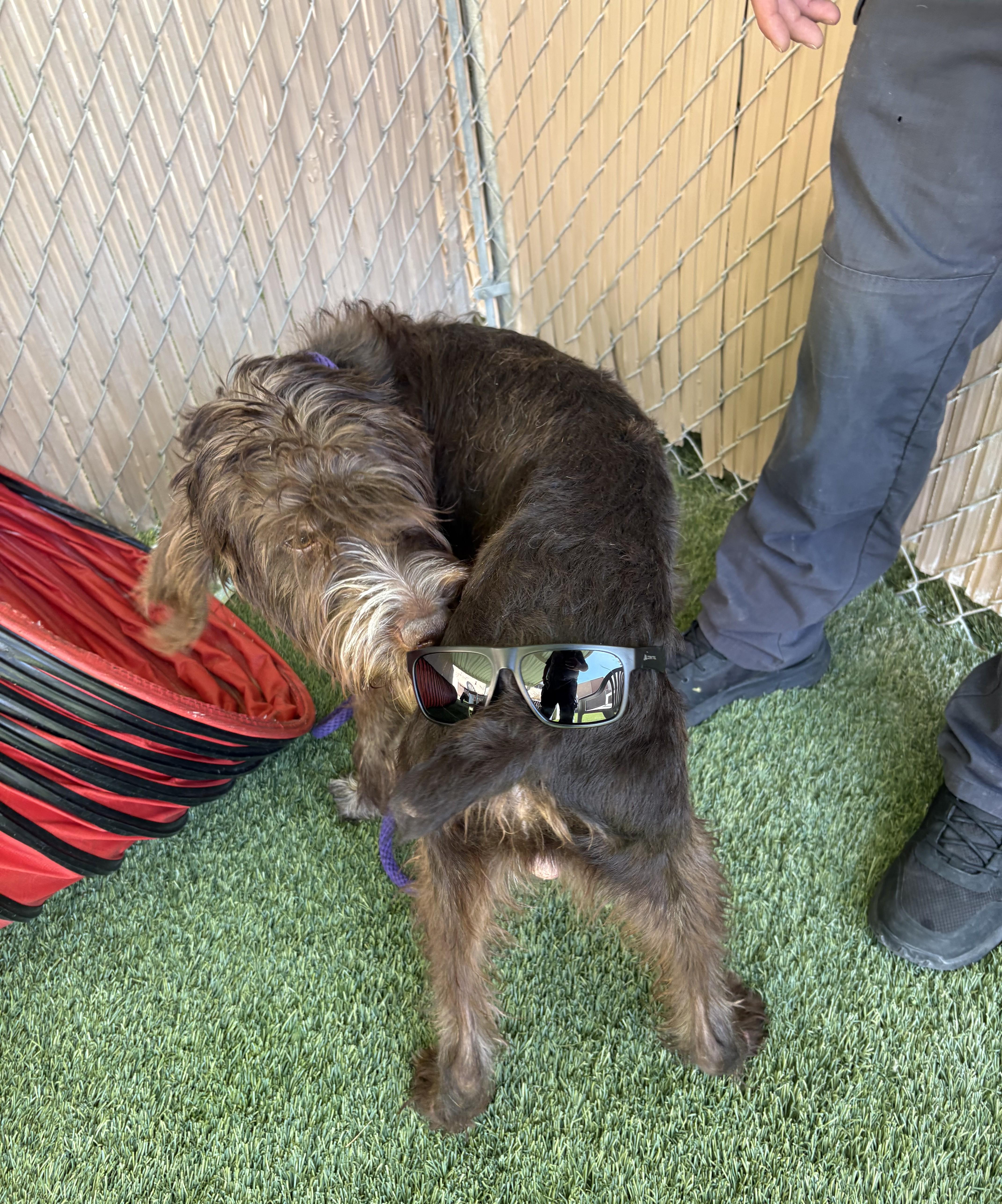 Griffin, an adoptable mixed breed in Mesquite, NV image 5/6