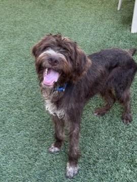 Griffin, an adoptable mixed breed in Mesquite, NV image 6/6
