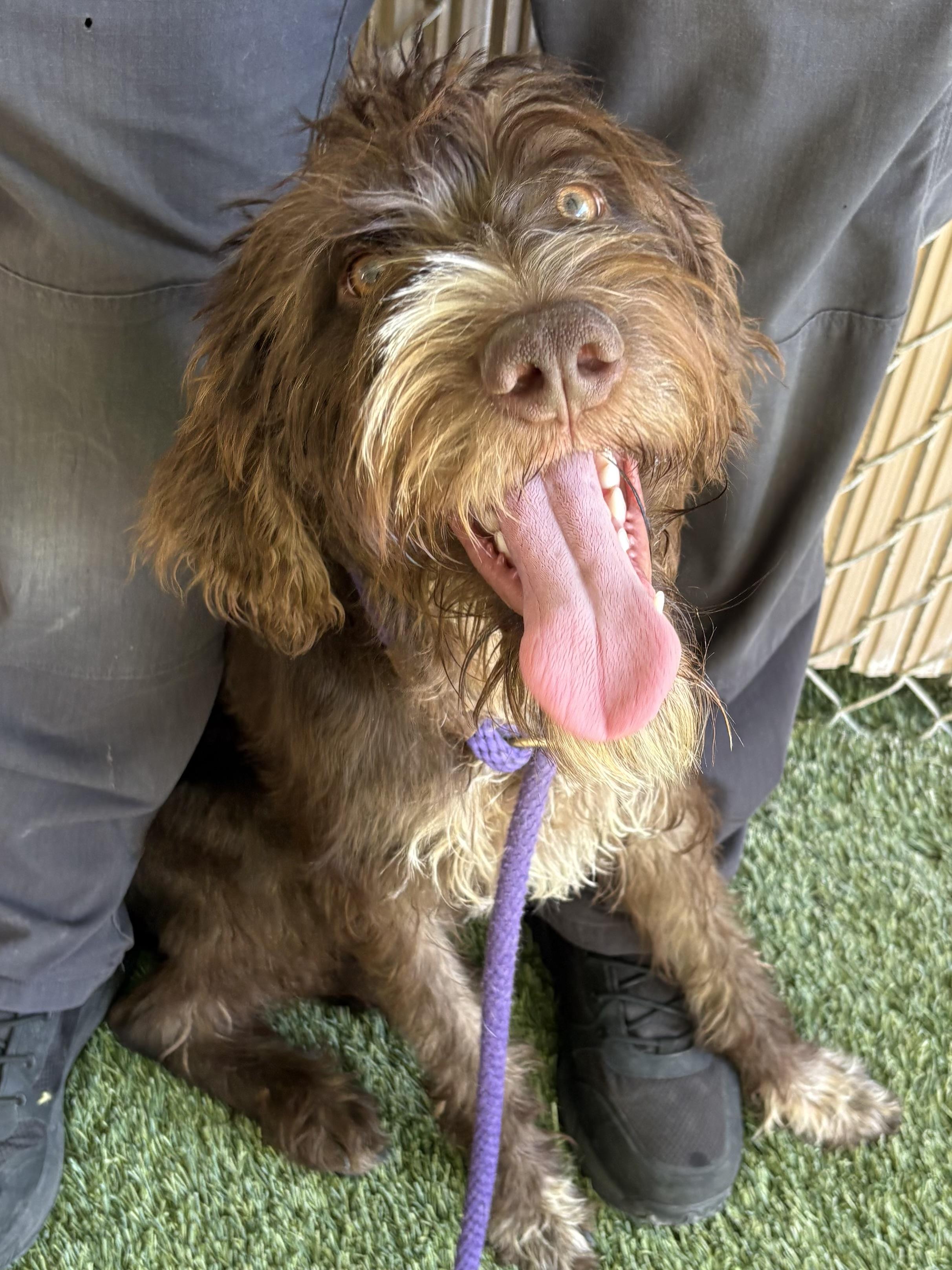 Griffin, an adoptable mixed breed in Mesquite, NV image 3/6