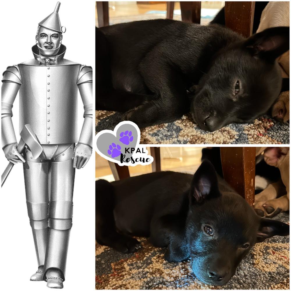 Tin Man - Wizard of Oz Litter, Adoptable, Puppy Male Belgian Shepherd / Malinois & Mixed Breed.
