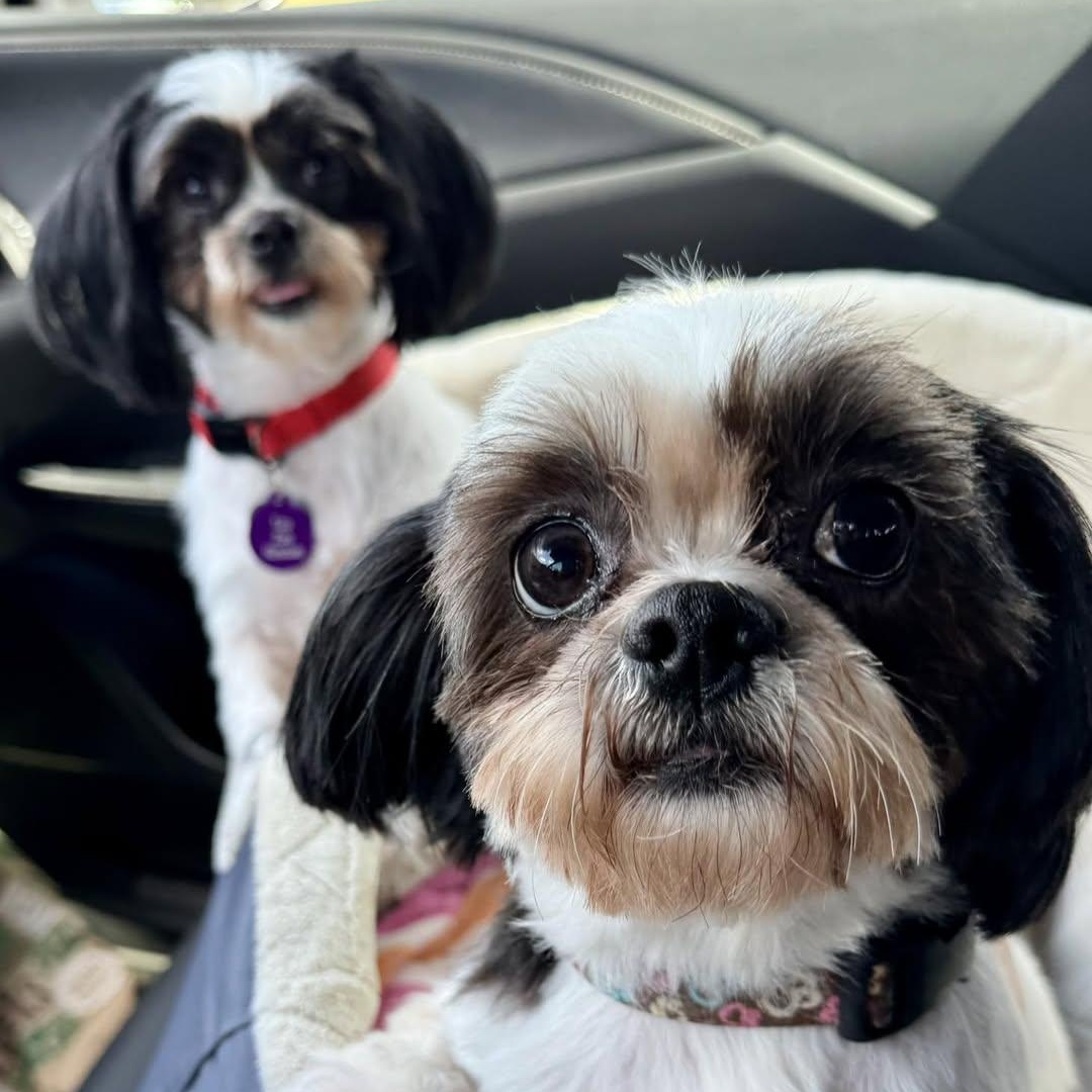 Ellie and Fancy