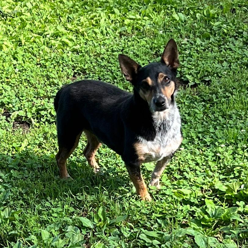 Enlarge George* +, a Adoptable Corgi in Columbia, TN image 1/3