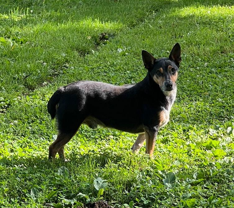 Enlarge George* +, a Adoptable Corgi in Columbia, TN image 2/3