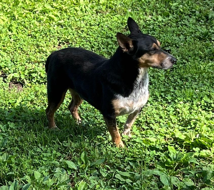 Enlarge George* +, a Adoptable Corgi in Columbia, TN image 3/3